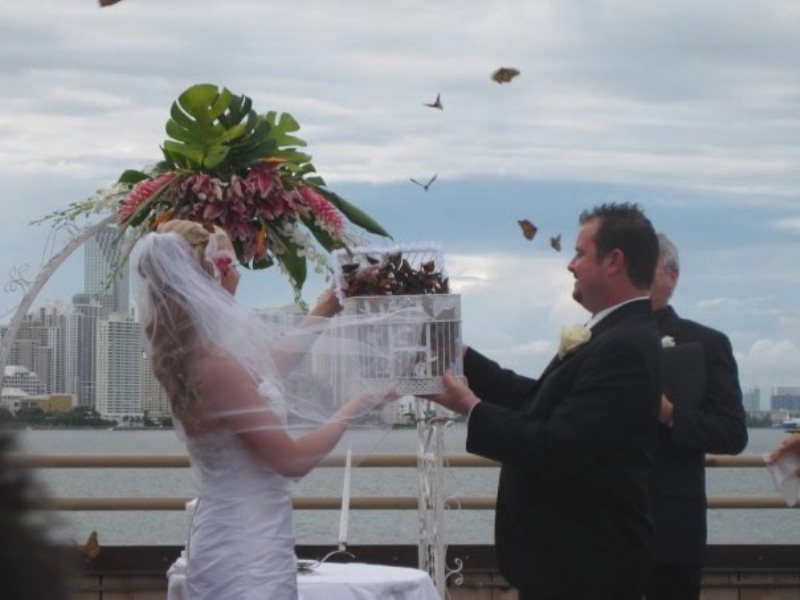 Wedding Butterfly liberate farfalle non riso! 
